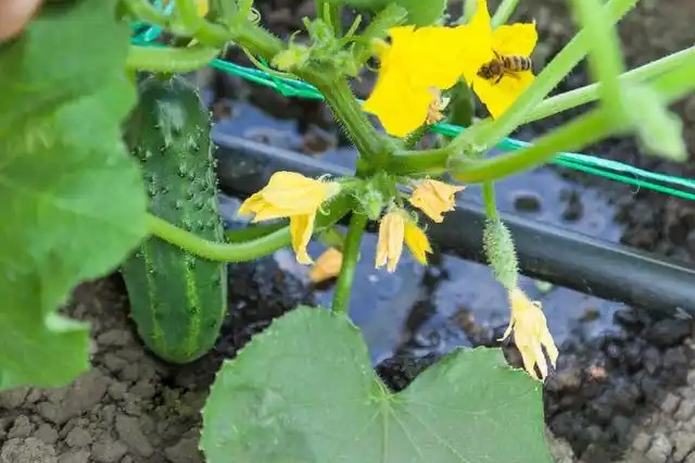 蔬菜三水管理