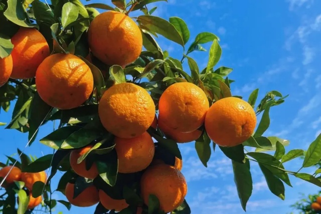 水溶肥真假辨别