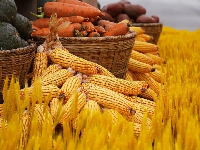 水溶肥的特点及其科学施用要点