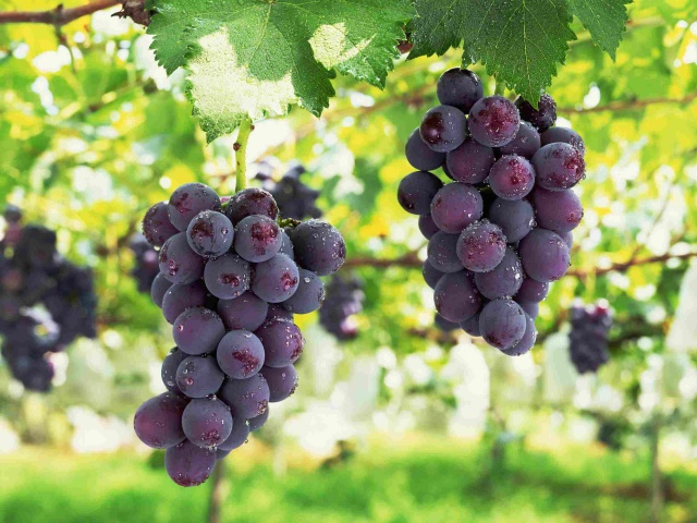 大量元素水溶肥价格差异原因