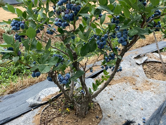 蓝莓土壤调酸