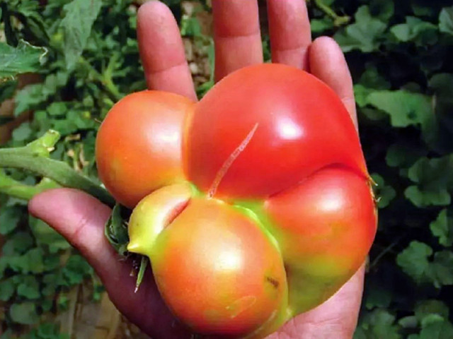 番茄畸形果