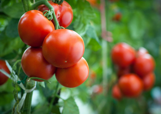 番茄畸形果的预防
