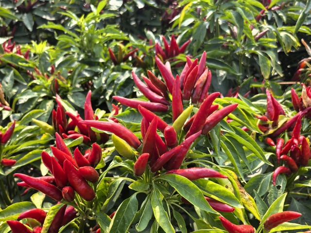 茄果作物施肥技术
