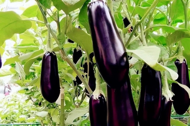 茄果作物施肥技术