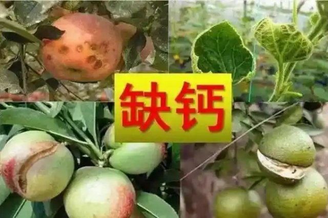 作物高效补钙
