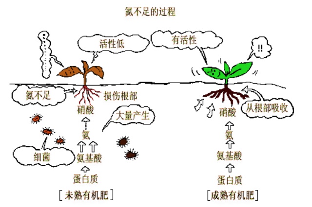 未腐熟有机肥危害