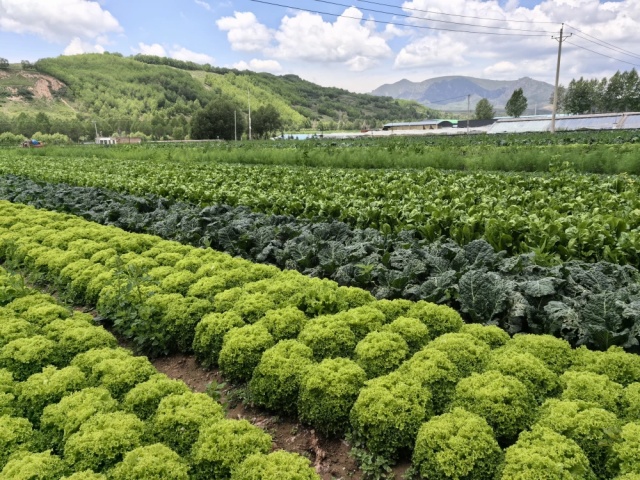大量元素水溶肥功效