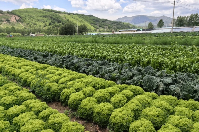 大量元素水溶肥功效