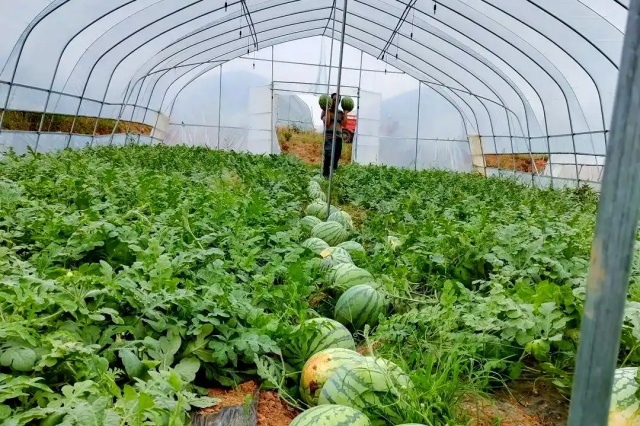 大量元素水溶肥功效