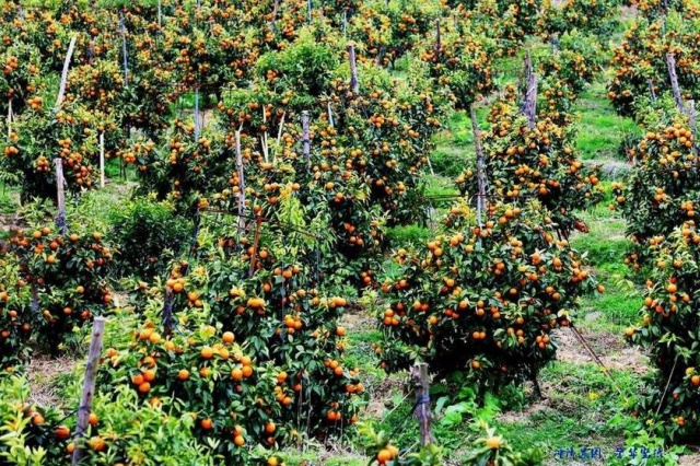 腐植酸水溶肥值不值得买