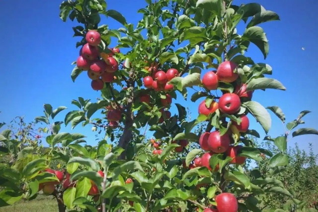 腐植酸水溶肥值不值得买