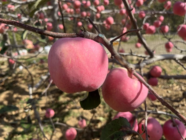 苹果种植园秋季管理误区
