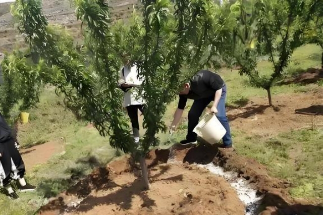 果树秋季施肥管理