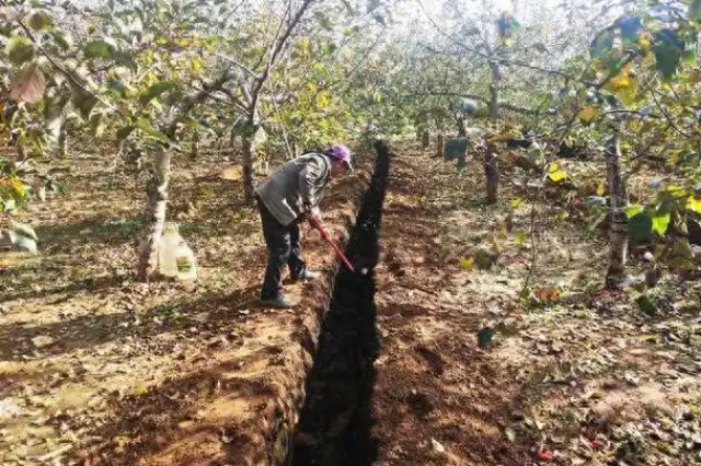 果树秋季施肥管理