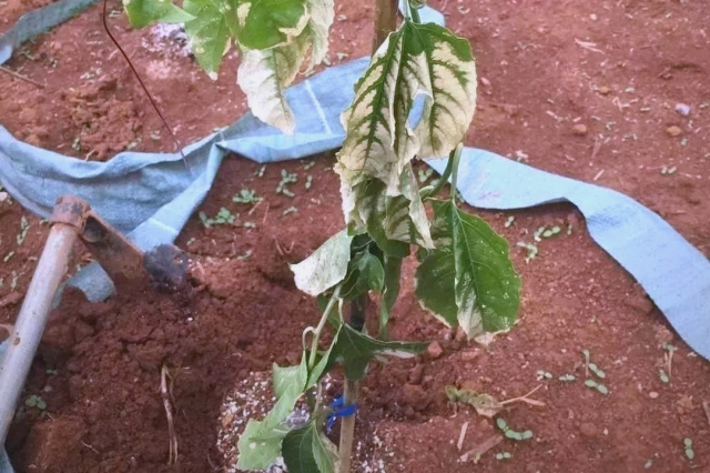 果树肥害预防补救办法