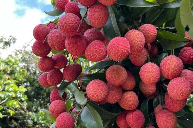 果树追肥时机