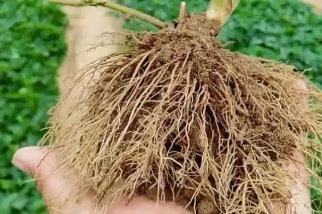 损伤作物根系的行为