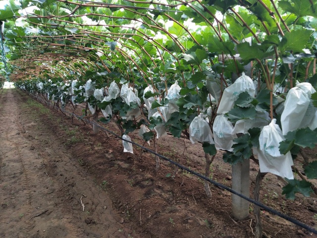 植物生物有机肥的特点作用与用法