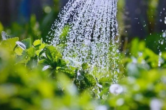 水溶肥高效施肥技术指南