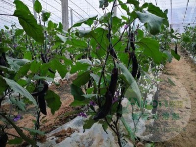 大棚茄子的种植技术和管理