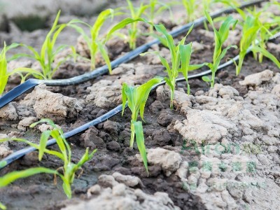 水肥一体化 水肥一体化