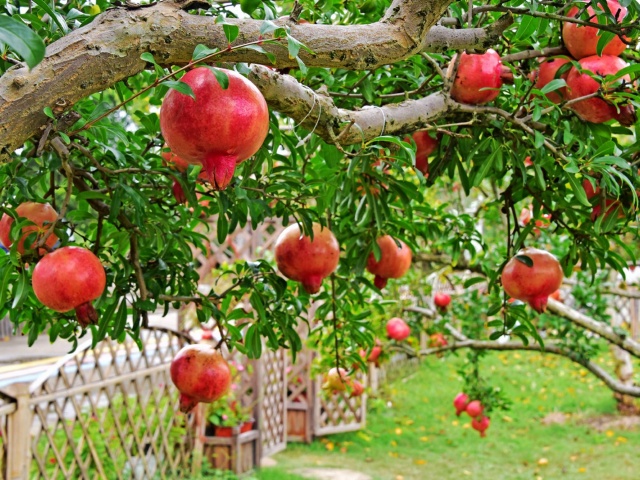 水溶肥怎么用？水溶肥的施用方法