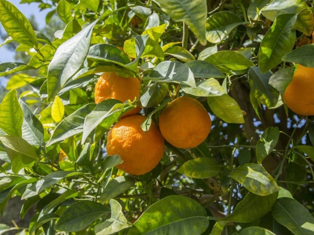 柑橘水溶肥怎么用