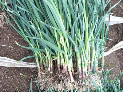 大蒜死苗是什么原因 大蒜死苗是什么原因