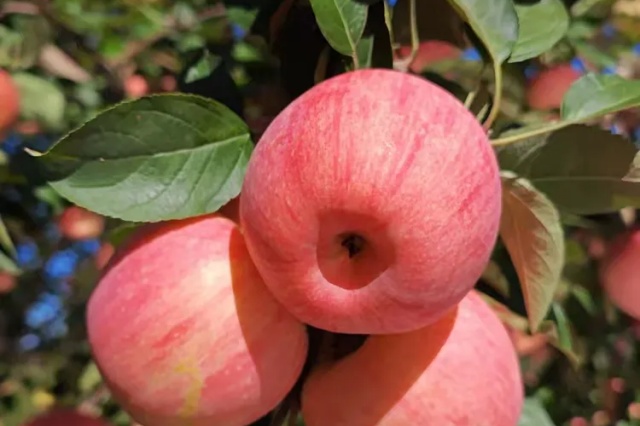 苹果果实管理