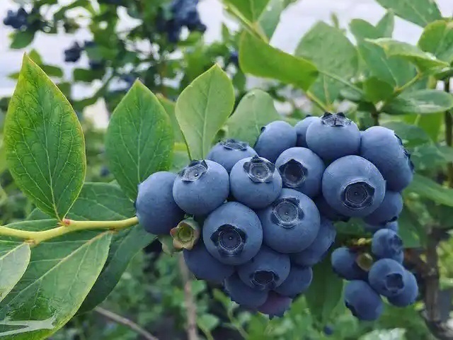 蓝莓种植中土壤pH值调节的重要性