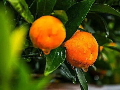柑橘的种植方式