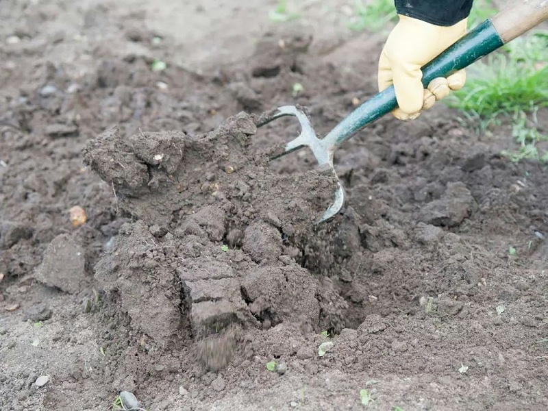 碱性土壤如何改良 怎样用肥会更好？