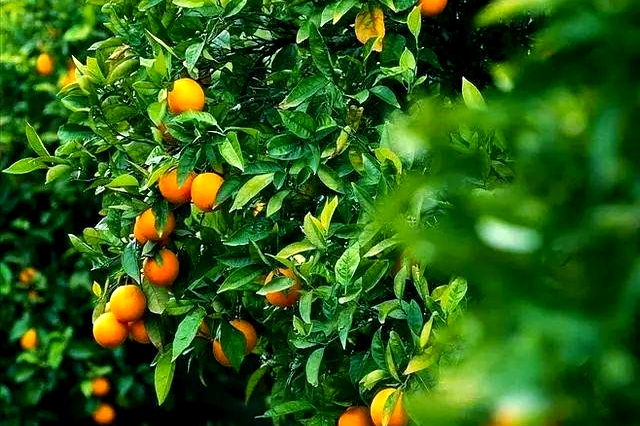 果树缺钙症状与补钙最佳时期