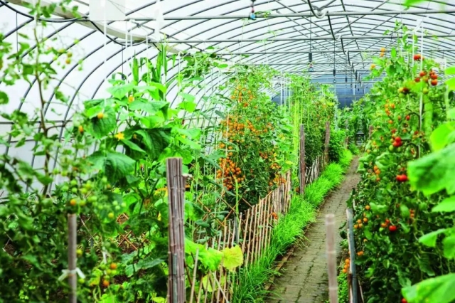 施肥打药常见错误