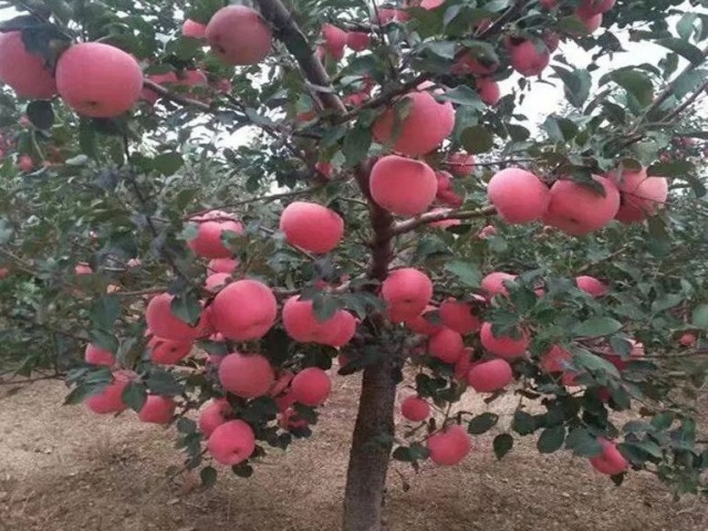 钙的作用功效与科学补钙方法