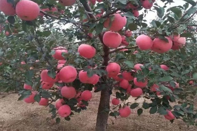 钙的作用功效与科学补钙方法