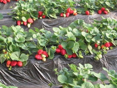 草莓底肥用什么好？秋季草莓高产如何保证？