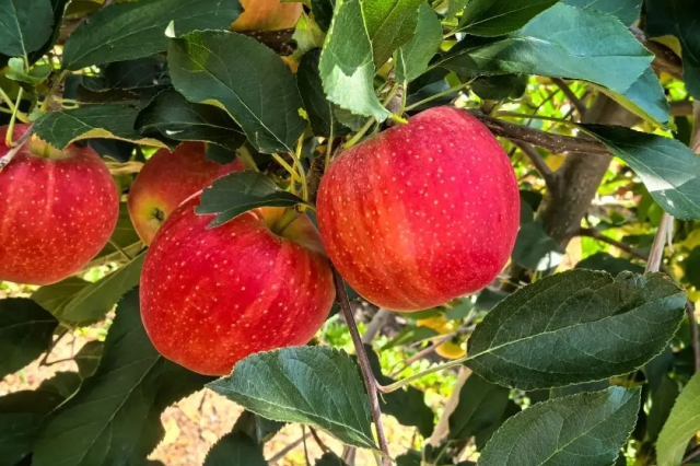 果树缺钙的危害与果树补钙