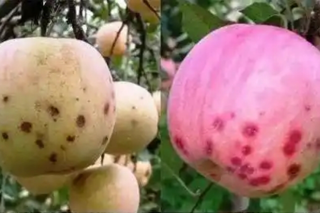 果树缺钙的危害与果树补钙