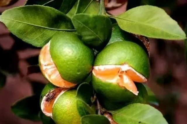 果树缺钙的危害与果树补钙