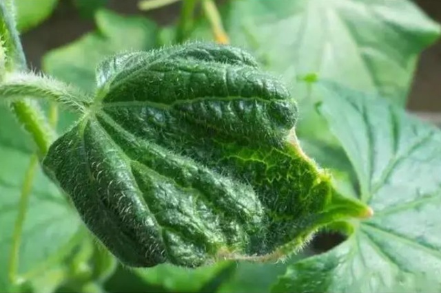 果树缺钙的危害与果树补钙