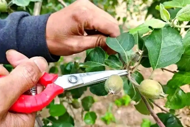 苹果疏花疏果技术