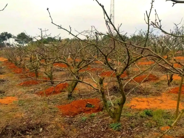 果树春季施肥方法