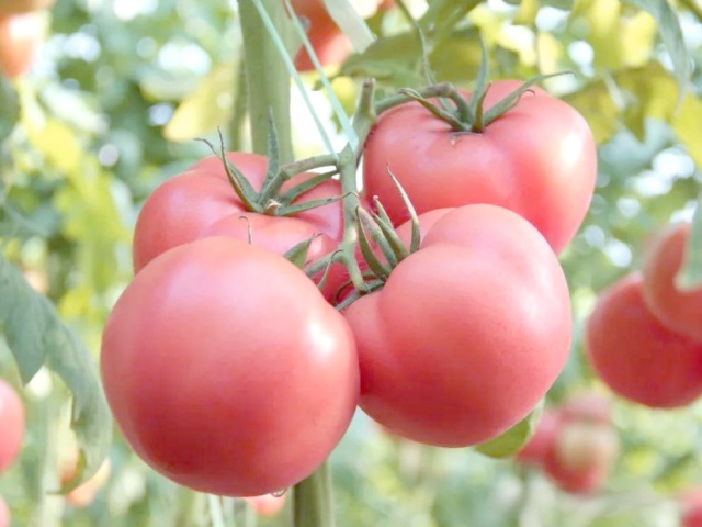 含腐植酸水溶肥料优势