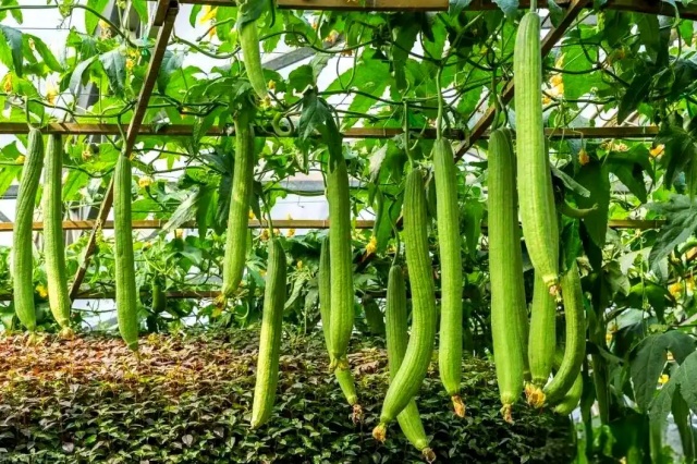 含腐植酸水溶肥料优势