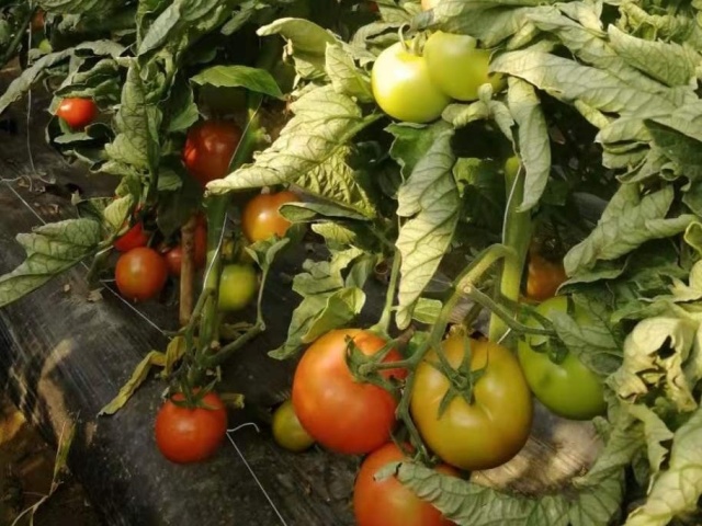 水溶性肥料怎么用？3种常见的水溶肥使用误区