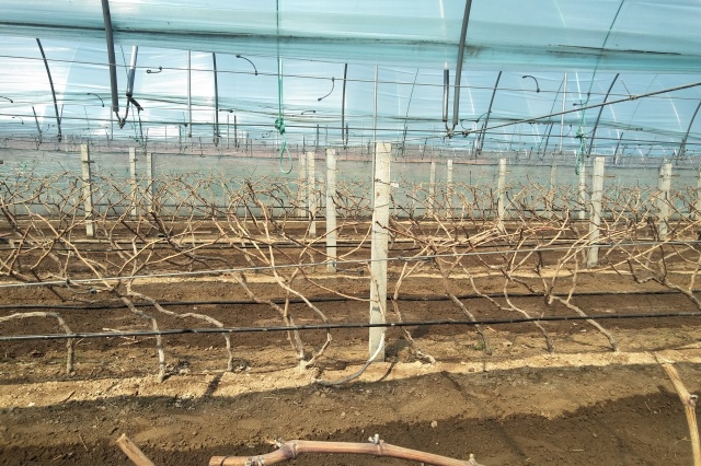 水溶性肥料怎么用？3种常见的水溶肥使用误区