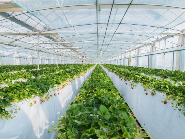 腐植酸水溶肥的优缺点