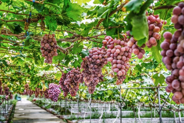 腐植酸水溶肥的优缺点